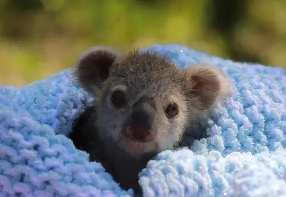 Na świat przyszła malutka koala. Ten filmik rozczuli najtwardsze serca