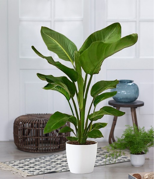 L’oiseau de paradis «Strelitzia nicolai» avec des feuilles de type bananier chez Baldur-Garten pour CHF 48.50.