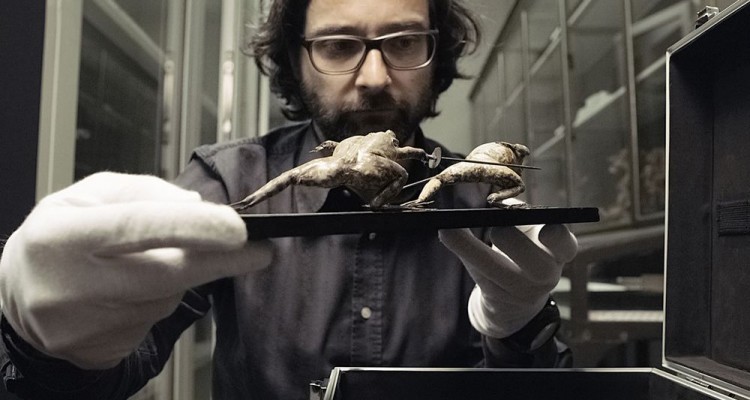 'Tajemnice wielkiego muzeum' (reżyseria: Johannes Holzhausen)