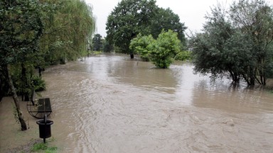 Pola na Żuławach Elbląskich wyglądają jak plantacje ryżu. Pod wodą są uprawy i łąki