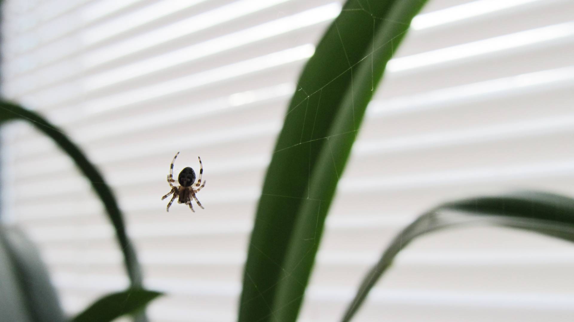 Arachnofobia, czyli lęk przed pająkami