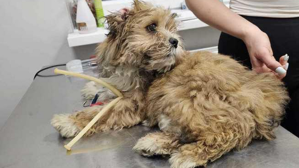W centrum Warszawy żebrzący 14-latek miał przy sobie psa. Okazało się, że zwierzę jest nafaszerowane lekami uspokajającymi i wymaga pilnej pomocy. Pies trafił do kliniki weterynaryjnej i szuka nowego domu.
