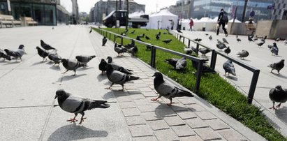 Latające szczury panoszą się na rynku w Katowicach