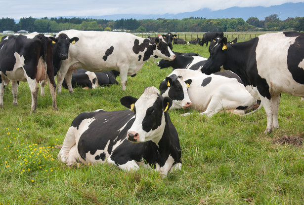 Kilkadziesiąt martwych krów znaleziono w prywatnym gospodarstwie