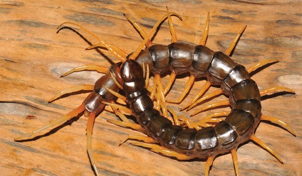 scolopendra cataracta1 arhivska fotografija ZooKeys
