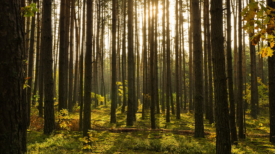 Nocleg w lesie pod namiotem - czy to w Polsce legalne?