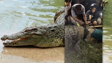 Krokodyl został uwolniony z opony zaciśniętej wokół szyi. Żył z nią sześć lat