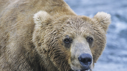 Figyelmeztetnek a szakértők: medve jár Borsodban, vigyázni kell vele