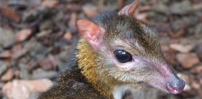 To prawdziwy gwiazdor internetu. Myszojeleń zamieszkał w warszawskim zoo