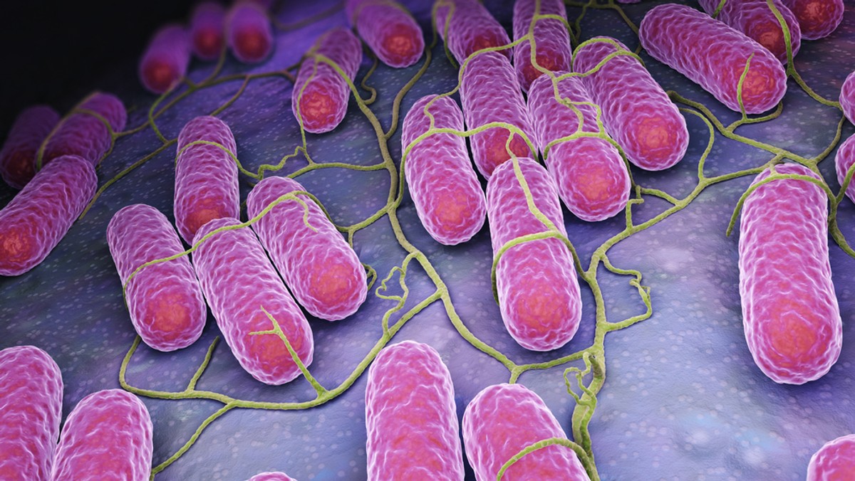 Salmonella i inne bakterie chorobotwórcze były przyczyną masowego zatrucia ciastami z piekarni w Radomiu - ustalił miejscowy sanepid. Po spożyciu tiramisu i tzw. krówki zatruło się 85 osób, a 16 - trafiło do szpitali.