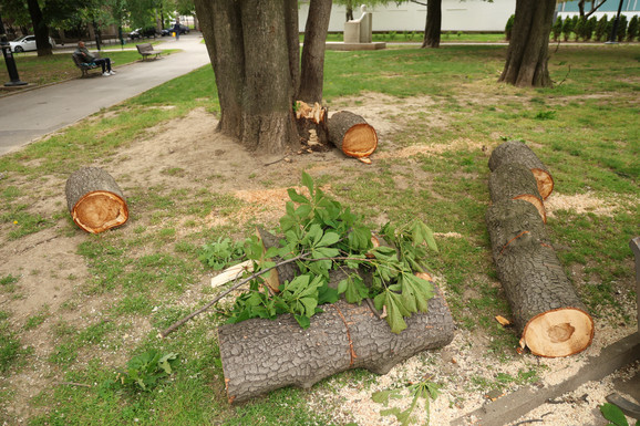 ORKANSKI VETAR KRŠI I LOMI PO SRBIJI! Olujni udari oborili drvo na Tašmajdanu, evo u kojim delovima zemlje se košava ne smiruje (FOTO)
