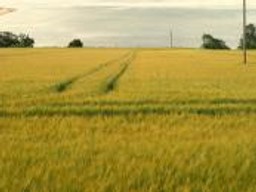 Nieruchomości rolne: Własność kontrolowana przez państwo to obrzydliwy twór