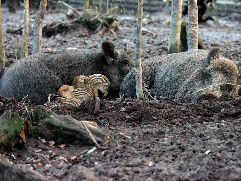Wild boars have run the radioactive wasteland of Fukushima.