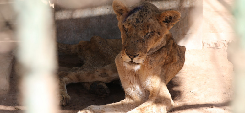 Wstrząsające zdjęcia lwów głodujących w sudańskim zoo. "Kości wystają ze skóry"