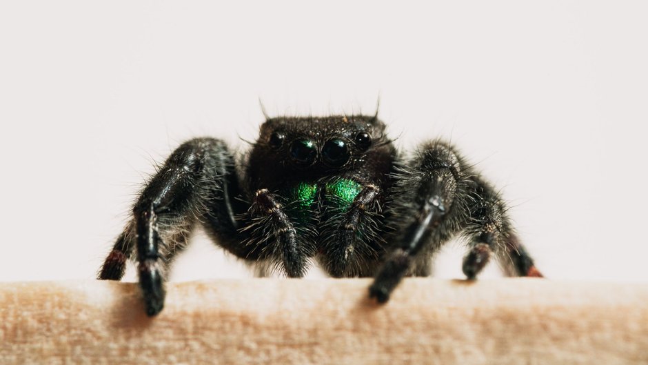 Pająk z gatunku Phidippus audax