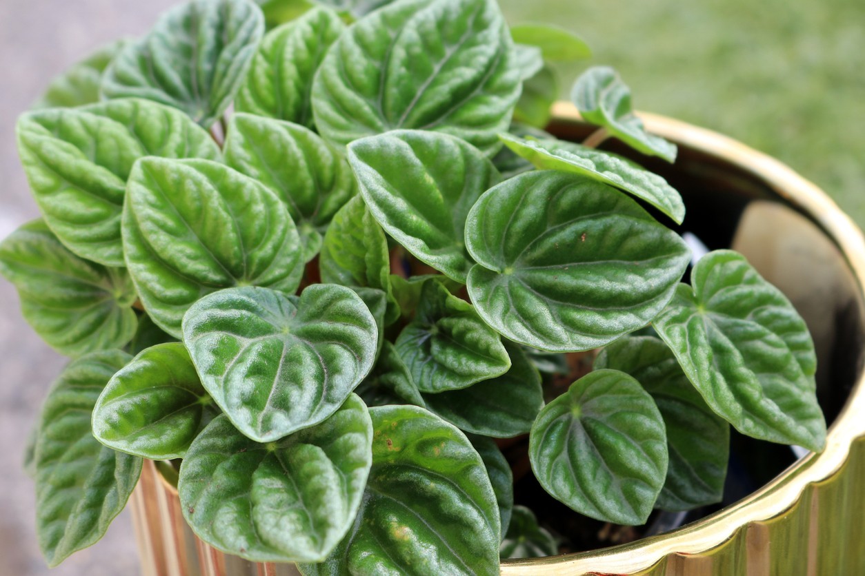 Peperomia Caperata vynikne aj v netradičnom červenom kvetináči a stane sa ozdobou interiéru.