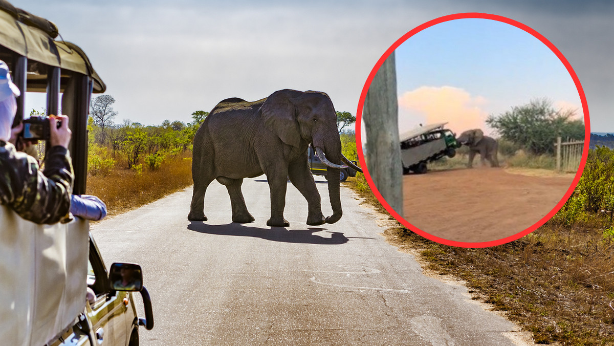 Słoń zaatakował samochód pełen turystów. Przerażające zdarzenie w RPA
