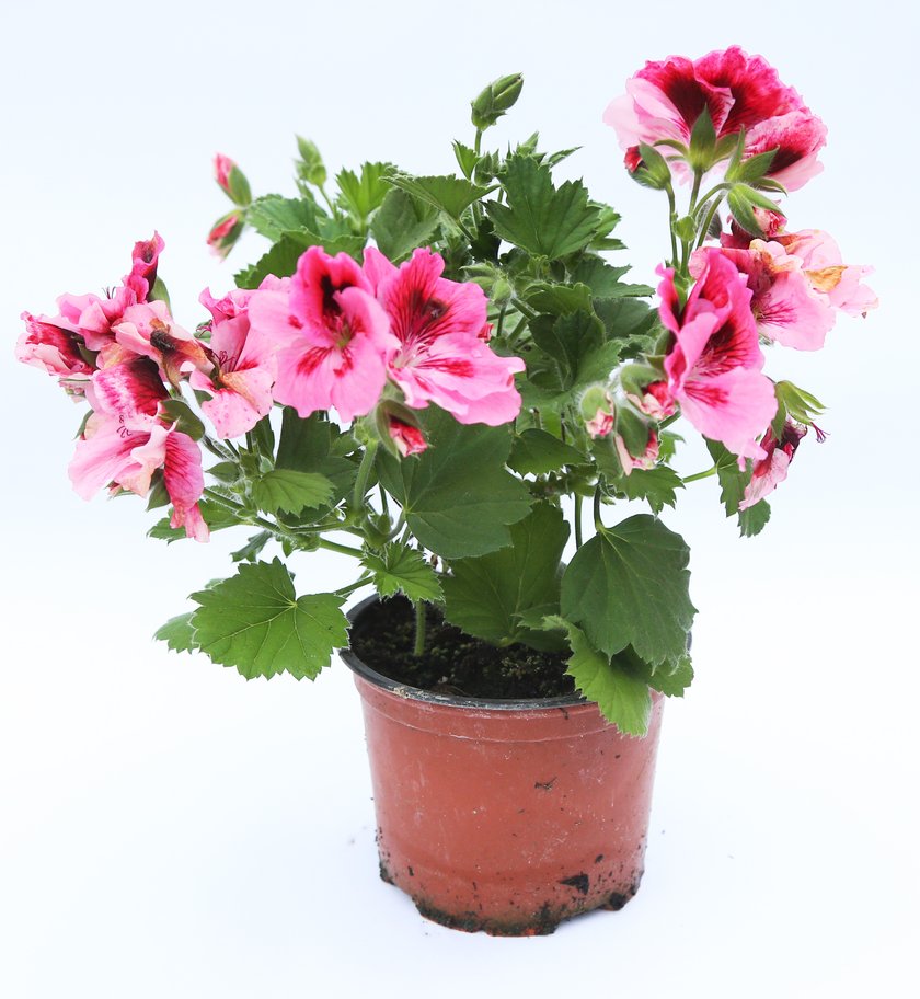 Pelargonia 