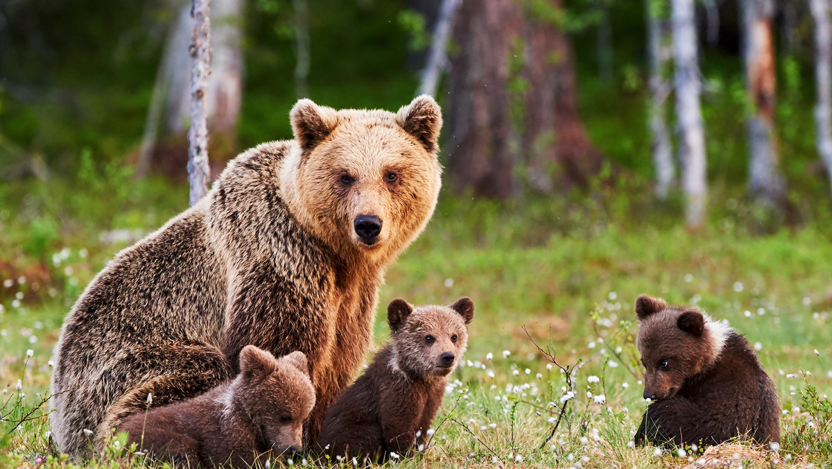 W Bieszczadach przychodzą na świat małe niedźwiedzie