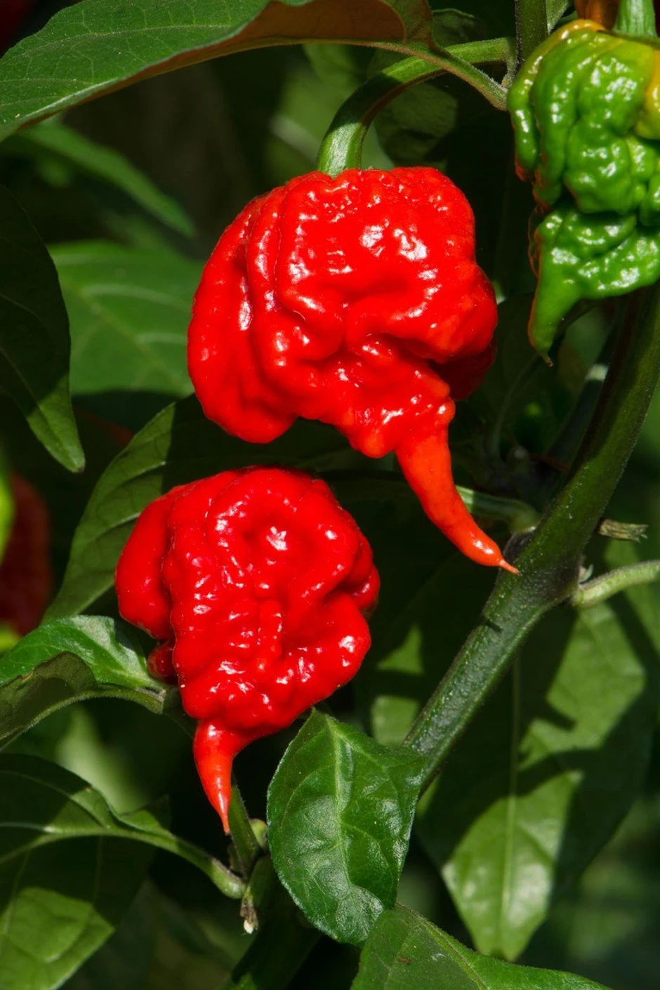 Čili paprika "Karolina riper"