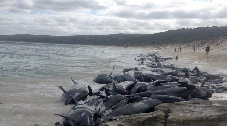 Másfélszáz delfin hevert élettelenül a Hamelin-öbölben /Fotó: AFP