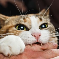 Minket is levadásznak a cicák? Ezek a leggyakoribb okok, ami miatt megharaphat a macskánk
