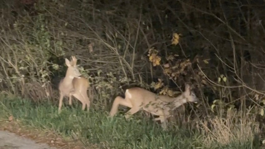 Srne u Koštunićima