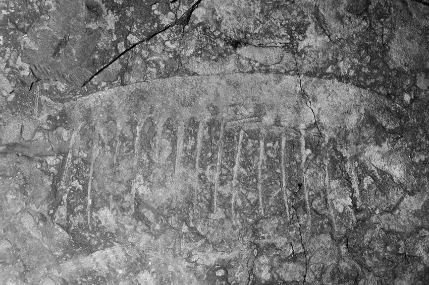 Tamisiocaris, Rojters