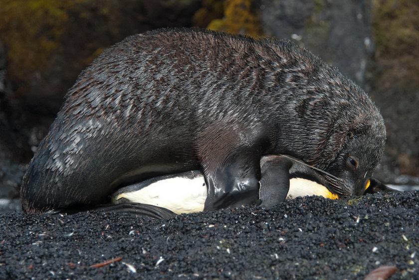 Uchatki gwałcą pingwiny