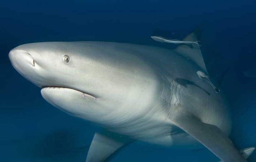 Od ajkula prave kanibale