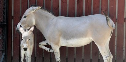 Oto najmłodsi mieszkańcy zoo