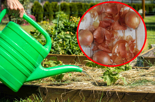 Nawóz z łupin cebuli. Jak go zrobić i co nim podlewać?