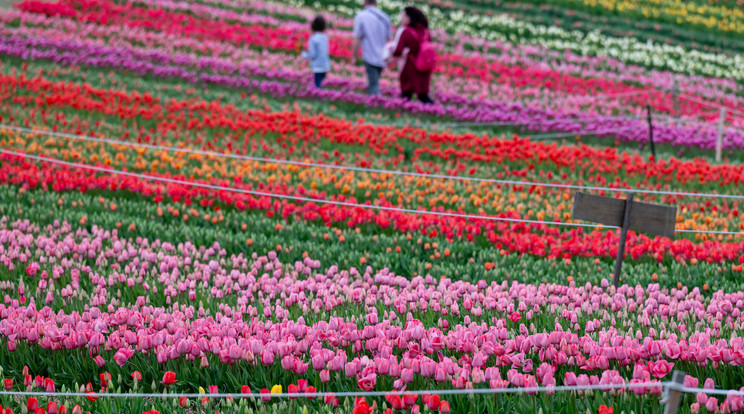 Elkezdődött a kőröshegyi tulipánszüret / Fotó: MTI/Vasvári Tamás