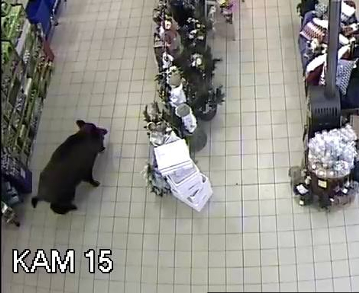 Dzik w sklepie "Mrówka" w Nowym Dworze Mazowieckim. fot. Facebook sklepu