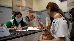 obowiązkowe czipowanie psów i kotów w całej polsce. rząd przyjął projekt ustawy o krajowym rejestrze oznakowanych psów i kotów kropik nowy obowiązek dla właścicieli psów i kotów ile kosztuje czipowanie arimr gov 2026