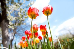 Pierwszy dzień wiosny 2025. Kiedy zaczyna się wiosna 2025? Są aż trzy różne daty