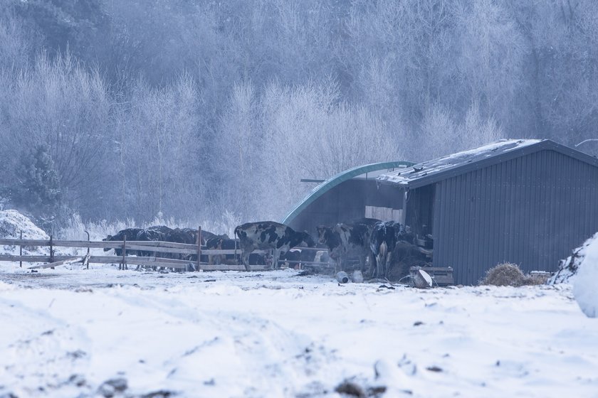 Koszmar pod Łomżą. Zginęło ponad 100 bezbronnych zwierząt