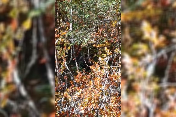 (VIDEO) OPASAN SUSRET OČI U OČI NA TARI! Šumska zver na par metara od ljudi, i SKROZ IH JE ISKULIRALA
