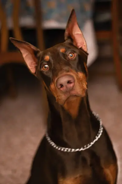 Doberman Pisher / Jorge Rosales Unsplash