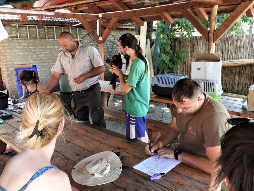 Zbrinute ptice vraćene u prirodu
