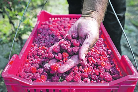 maline