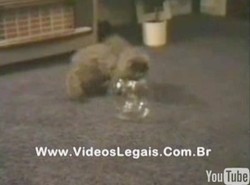 Do jak małego wazonu umie wleźć kot?