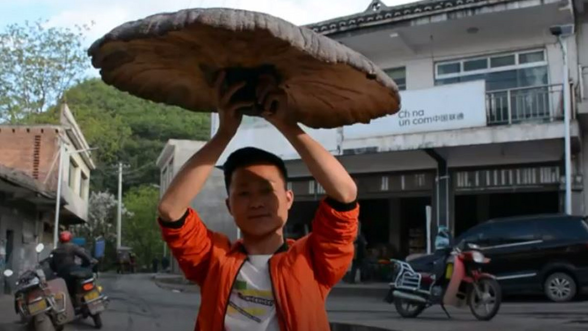Znaleziony w górskich ostępach w południowo-zachodnich Chinach grzyb ma średnicę aż 80 cm. Ten piękny okaz rośliny od setek lat jest wykorzystywany w tradycyjnej medycynie. Także współcześni badacze wiążą z nim nadzieje.