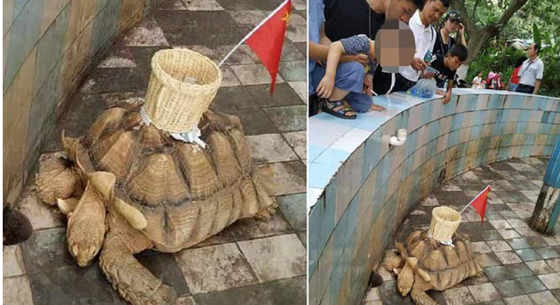 Zoo under fire for glueing basket to the back of tortoise for visitors to throw money into (video)