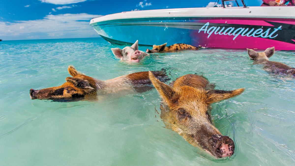 Exuma Na Big Major Cay świnie niczym psy Pawłowa wskakują do morza na odgłos zbliżającej się łodzi. 