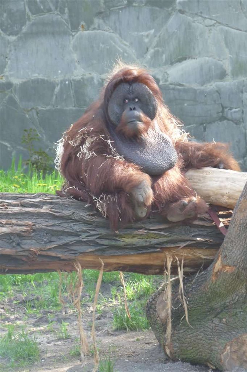 Orangutan malował obrazy! Docenią go po śmierci?