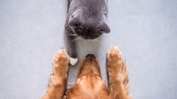 Pies czy kot? Szybki quiz. Prawdziwy zwierzolub zdobędzie minimum 80 proc.