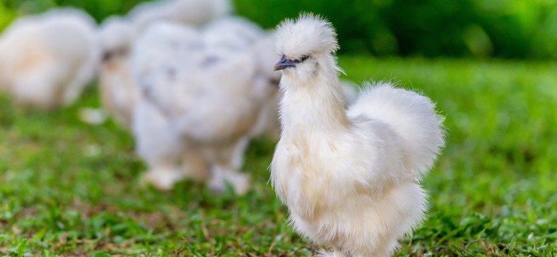 Pięć najpiękniejszych ras kur ozdobnych na świecie [GALERIA]