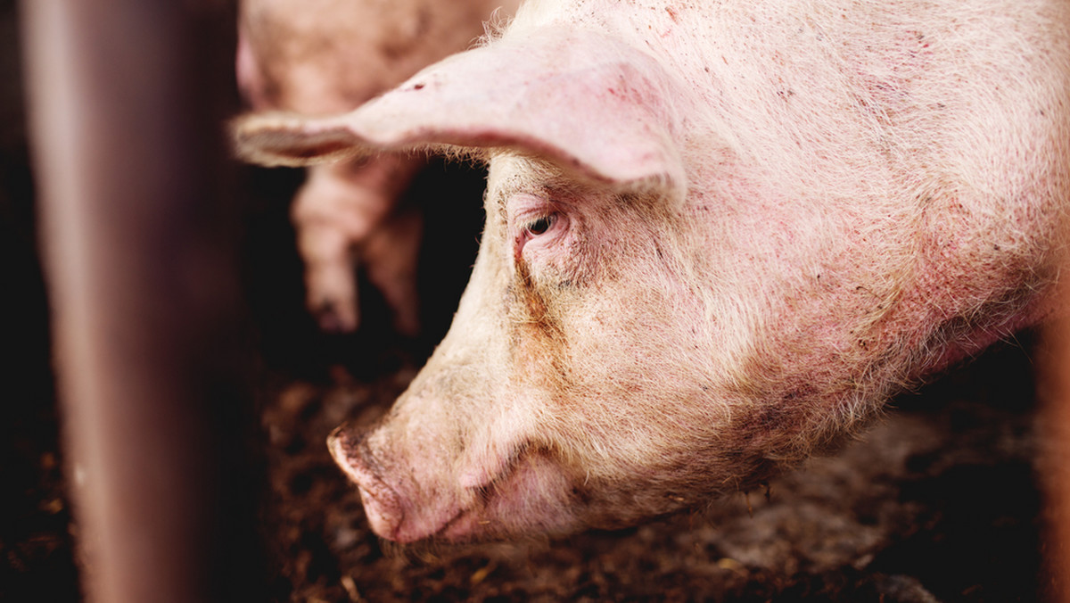 W 2017 roku w województwie podlaskim z powodu wirusa ASF o 5 tys. zmniejszyła się liczba stad świń. Hodowcy korzystają z finansowych rekompensat za likwidację hodowli. Pieniądze mogą przeznaczyć na inny rodzaj produkcji rolnej.