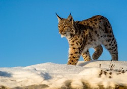 Czechy: Ochrona populacji rysia zagrożona przez Polaków
